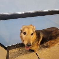 Vetco Total Care Animal Hospital ico
