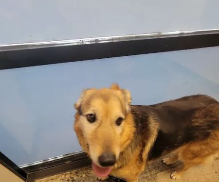 Vetco Total Care Animal Hospital