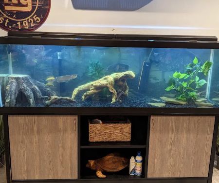 Reef Ryders Aquarium Service and Maintenance