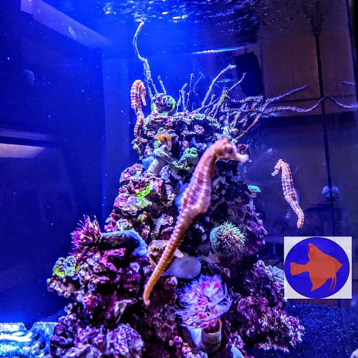 Reef Ryders Aquarium Service and Maintenance Picture 5