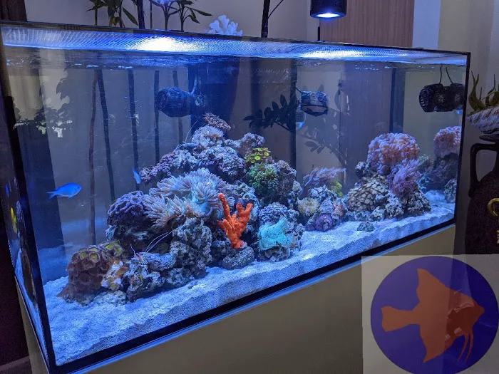 Reef Ryders Aquarium Service and Maintenance Picture 7