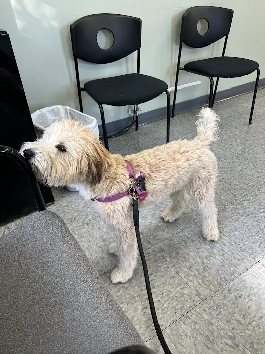 Long Island Animal Surgery Picture 3