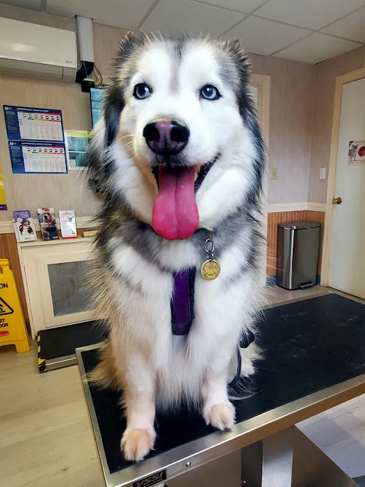 Patchogue Animal Hospital Picture 2