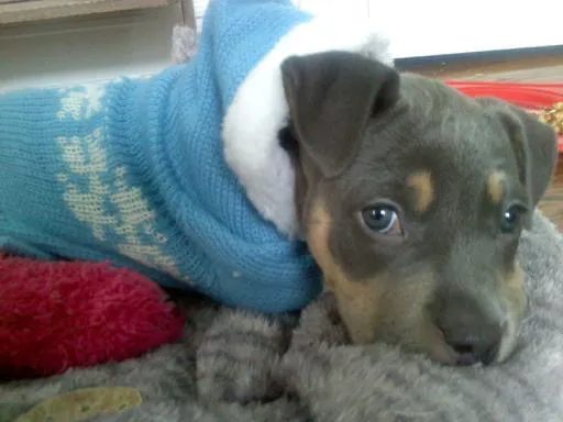 Patchogue Animal Hospital Picture 1