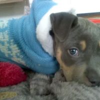 Patchogue Animal Hospital ico