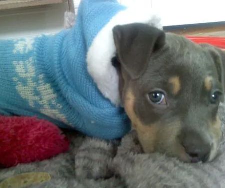 Patchogue Animal Hospital