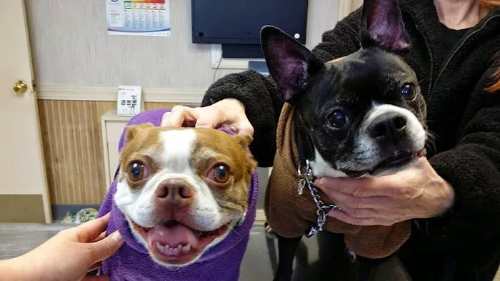 Patchogue Animal Hospital Picture 3