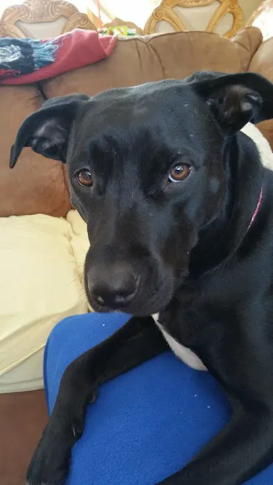 Patchogue Animal Hospital Picture 7