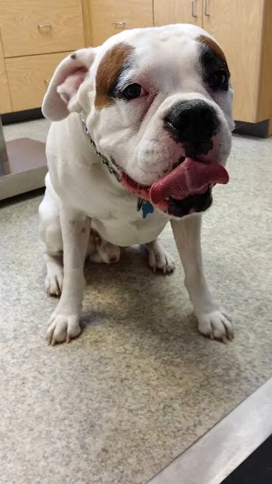 Patchogue Animal Hospital Picture 6