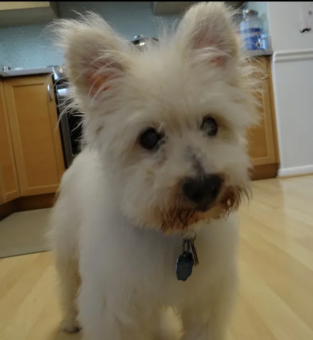 Patchogue Animal Hospital Picture 4