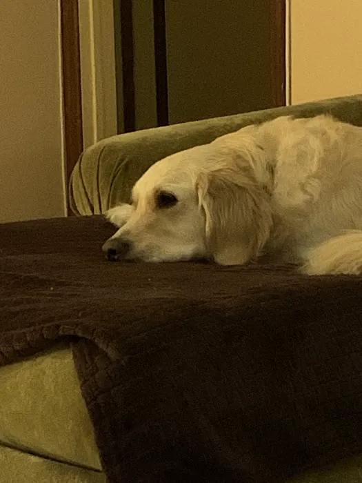 Pet Euthanasia LI Picture 10