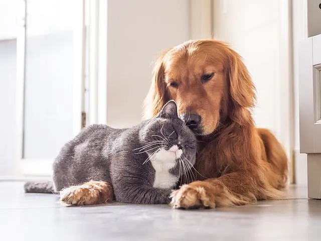 Pet Euthanasia LI Picture 7