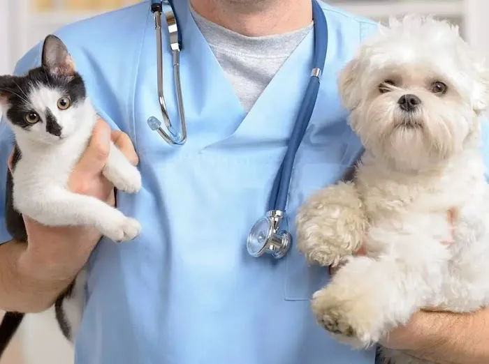 Pet Euthanasia LI Picture 5