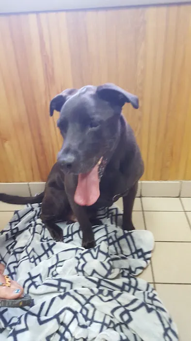 VCA Farmingville Animal Hospital Picture 4