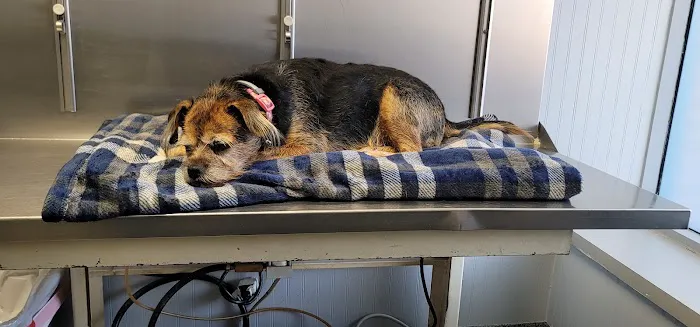 VCA Farmingville Animal Hospital Picture 7