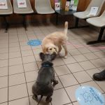 VCA Farmingville Animal Hospital