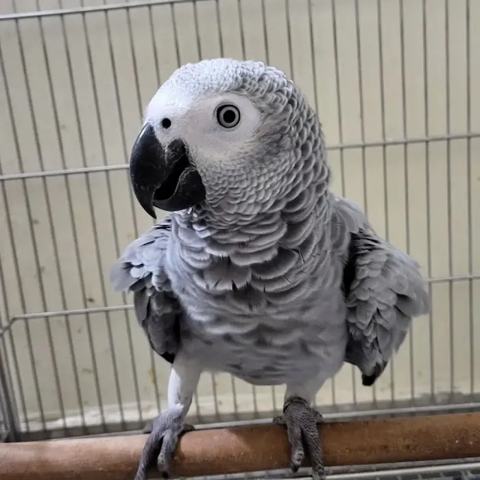 Vinny Parrots Home ,Buy African Grey Parrots Picture 1