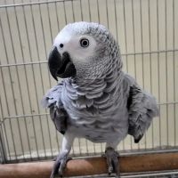 Vinny Parrots Home ,Buy African Grey Parrots ico