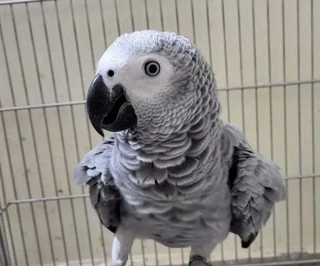 Vinny Parrots Home ,Buy African Grey Parrots