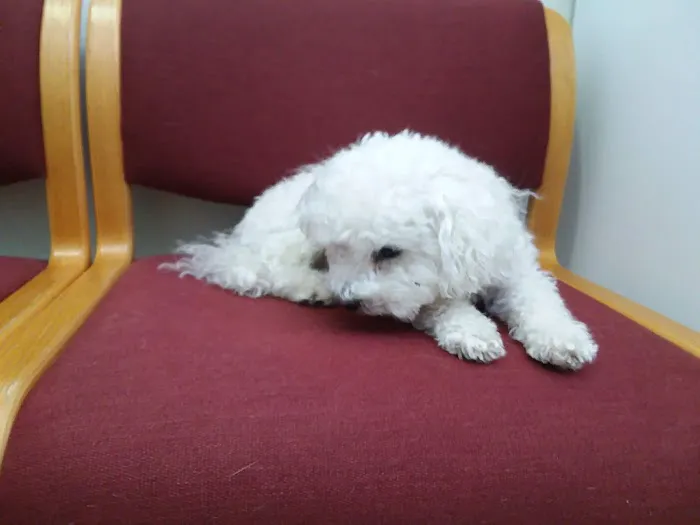 Suffolk Veterinary Group Animal Wellness & Laser Surgery Center Picture 8