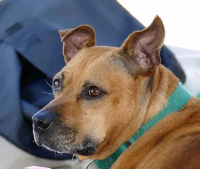 Suffolk Veterinary Group Animal Wellness & Laser Surgery Center Picture 1