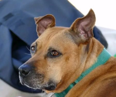 Suffolk Veterinary Group Animal Wellness & Laser Surgery Center