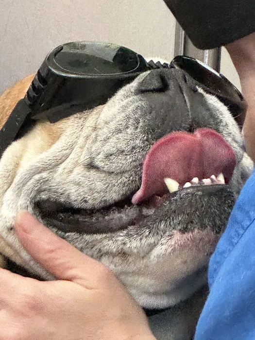Suffolk Veterinary Group Animal Wellness & Laser Surgery Center Picture 9