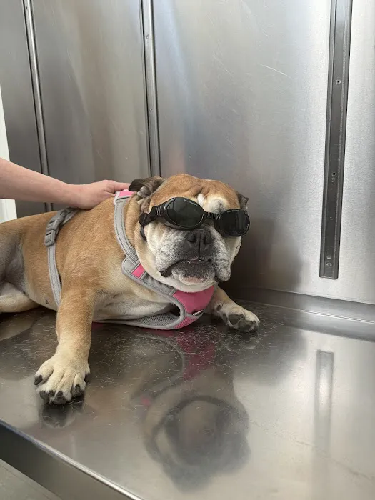 Suffolk Veterinary Group Animal Wellness & Laser Surgery Center Picture 10