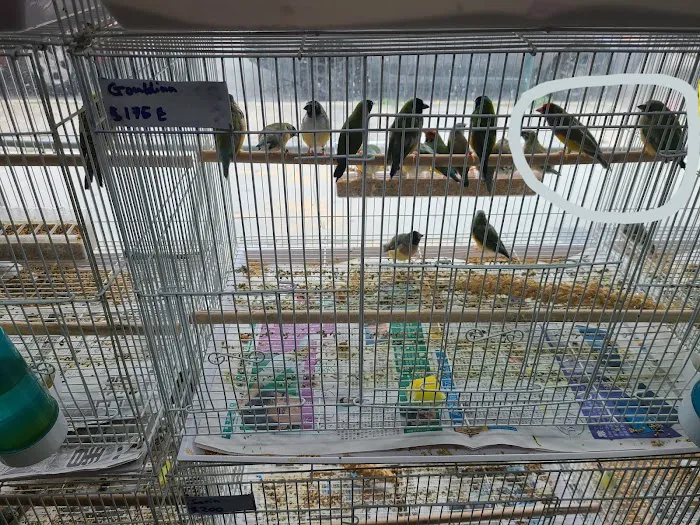 Royal Birds & Supplies Picture 6