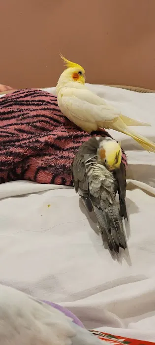Royal Birds & Supplies Picture 3