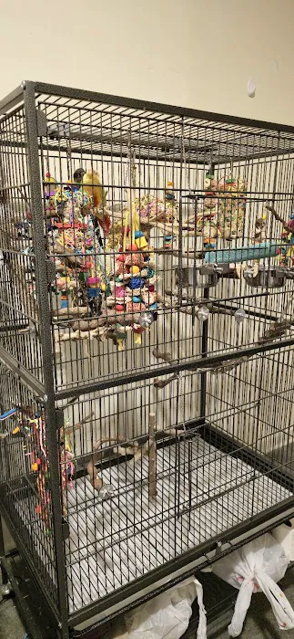 Royal Birds & Supplies Picture 1