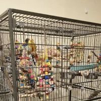 Royal Birds & Supplies ico