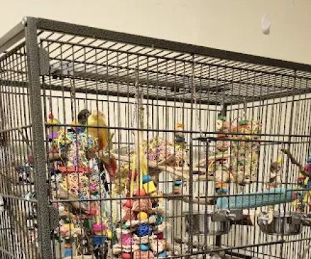 Royal Birds & Supplies