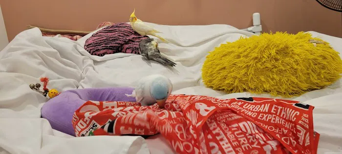 Royal Birds & Supplies Picture 2