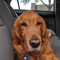Middle Country Animal Hospital PC ico