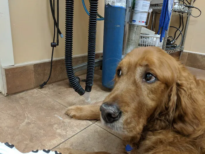 Middle Country Animal Hospital PC Picture 5