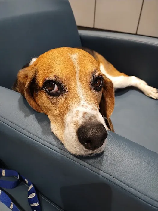Animal Emergency Service Picture 4