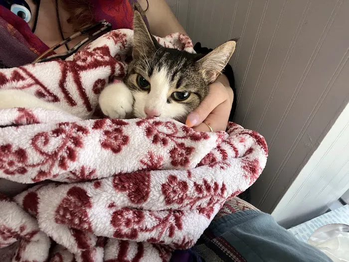 Animal Emergency Service Picture 7
