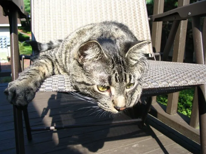 Animal Emergency Service Picture 3
