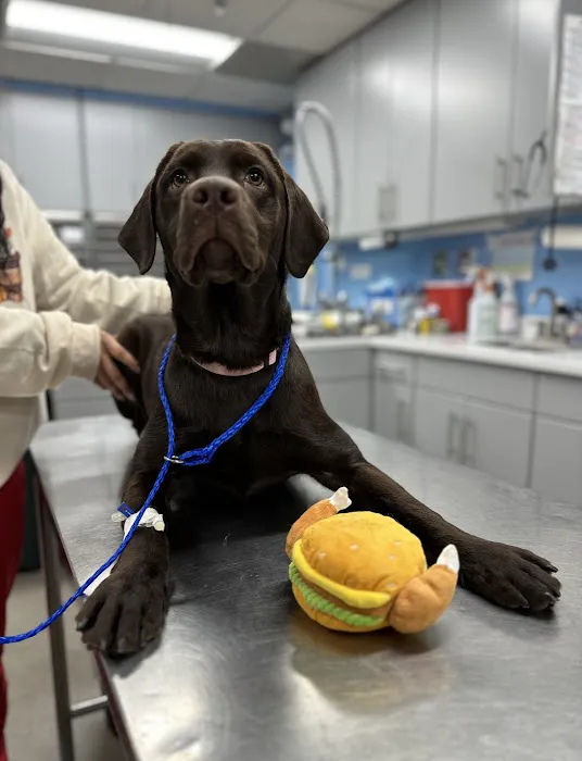 Animal Emergency Service Picture 2