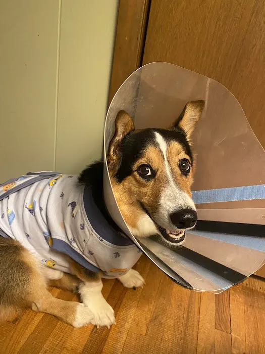 Animal Emergency Service Picture 9