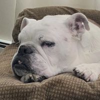 Animal Emergency Service ico