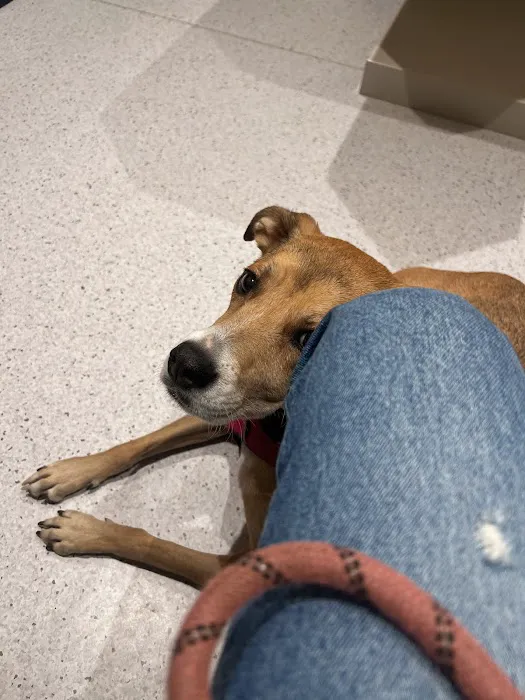 Bond Vet - Roslyn Picture 4