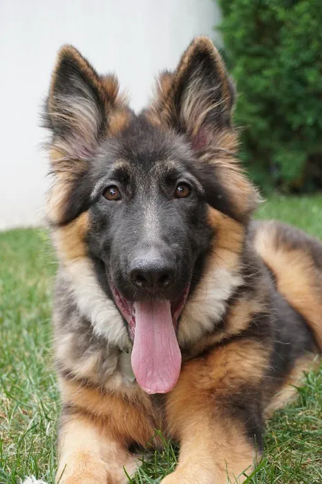Bond Vet - Roslyn Picture 8