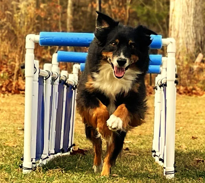 Dog Agility Innovations Picture 9
