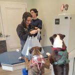 Roslyn Village Veterinarian