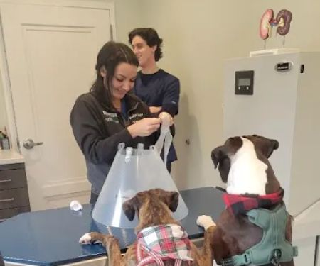 Roslyn Village Veterinarian
