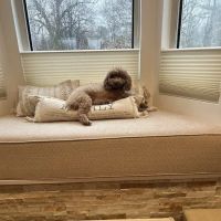 Green Forest Veterinary Hospital of Glen Cove ico