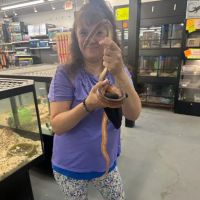 PET ZONE ico