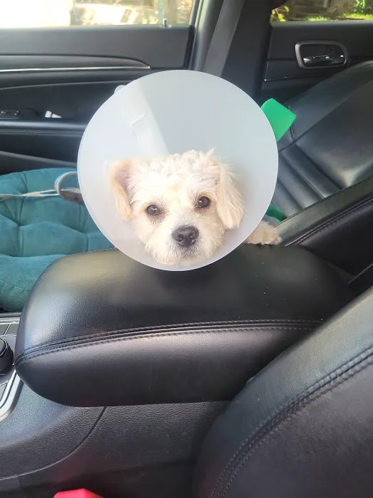 Glen Cove Animal Clinic Picture 10